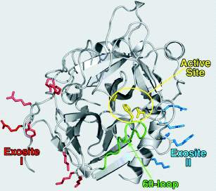 Thrombin: Peranan dan Target Terapi Multifungsional