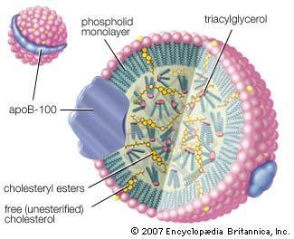 Mana yang lebih baik sebagai faktor risiko kardiovaskular, apolipoprotein atau kolesterol lipoprotein?